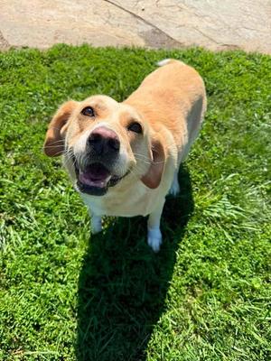 Bella AKA Hope, Labrador Retriever / Great Pyrenees, senior, available for adoption