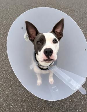 Beth, American Staffordshire Terrier, young, available for adoption