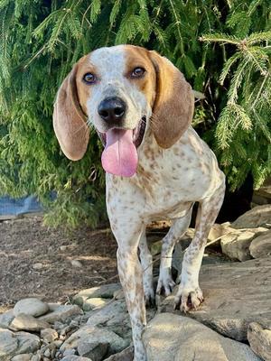 Sunflower, Coonhound, adult, available for adoption