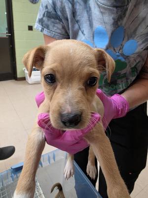 Sencha, Jack Russell Terrier / Feist, puppy, available for adoption