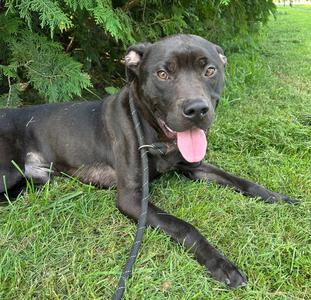 Burrito, Boxer / American Staffordshire Terrier, adult, available for adoption