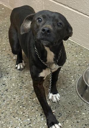 A black dog with white paws and a white chest standing on a concrete floor, wearing a chain collar.