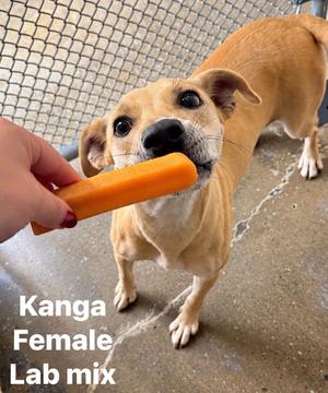 Kanga, Labrador Retriever / Terrier, young, available for adoption