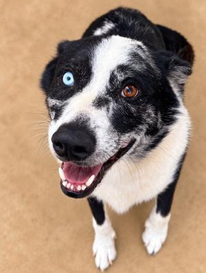 Cujo, Border Collie / Terrier, adult, available for adoption