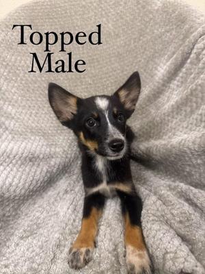 Topped, Husky / Australian Shepherd, puppy, available for adoption