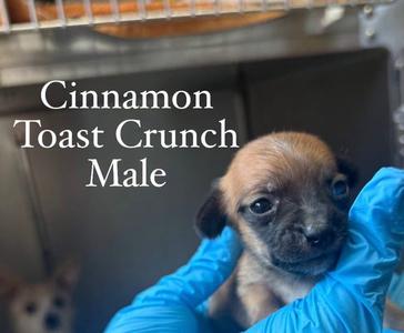 Cinnamon Toast Crunch, Chihuahua / Feist, puppy, available for adoption