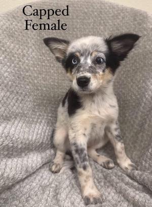 Capped, Husky / Australian Shepherd, puppy, available for adoption