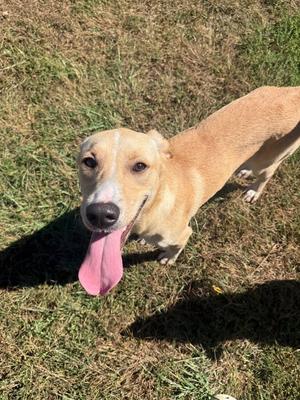 Meatball, Labrador Retriever / Terrier, young, available for adoption