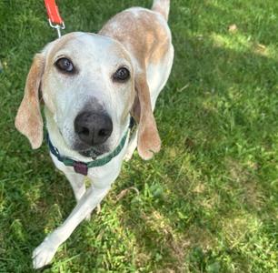 Apex, Hound / Coonhound, adult, available for adoption