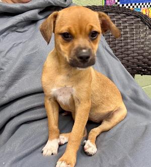 Oolong aka Zoey, Jack Russell Terrier / Feist, puppy, available for adoption