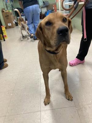 Nina, Hound, adult, available for adoption
