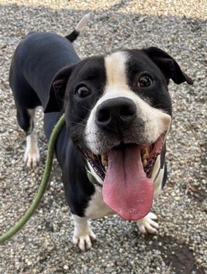 JACKS, American Staffordshire Terrier / Mixed Breed, adult, available for adoption