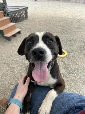 MANCHAS, American Staffordshire Terrier / Mixed Breed, adult, available for adoption