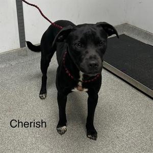 CHERISH, Australian Cattle Dog / Blue Heeler / Mixed Breed, young, available for adoption