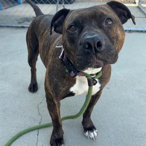 ZOEY, Pit Bull Terrier / Mixed Breed, adult, available for adoption