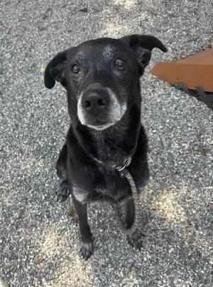 black dog with white markings on face