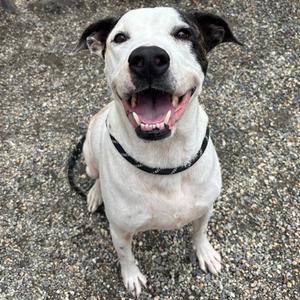 A happy white and black dog with a wide smile, wearing a black collar, sitting on a gravel surface.
