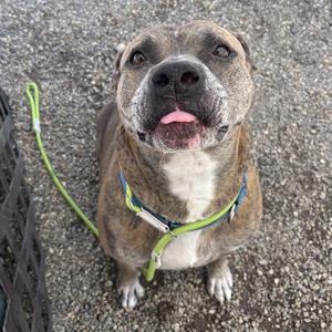 A close-up, high-angle photograph of a brindle-colored pit bull mix with a white chest, wearing a green collar and leash, looking up at the camera with its tongue slightly sticking out while sitting on gravel.