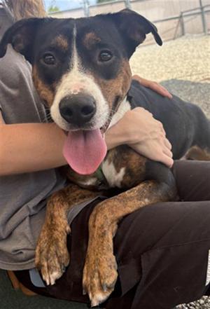 HADEN, Labrador Retriever / Mixed Breed, young, available for adoption