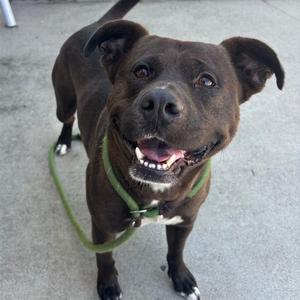 CHIEF, American Staffordshire Terrier / Mixed Breed, adult, available for adoption