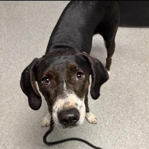 GENESIS, Beagle / Mixed Breed, young, available for adoption