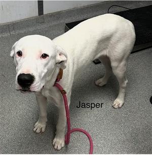A white dog named Jasper standing on a gray floor with a pink leash attached to its collar.