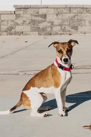 A brown and white dog with a red collar sitting on a concrete surface.