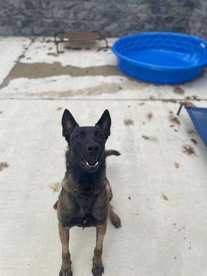 Hunter, Belgian Shepherd Malinois, young, available for adoption