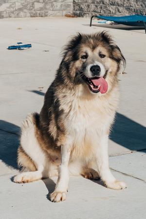 Poptart, Great Pyrenees, adult, available for adoption