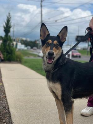 Mollie, Collie / German Shepherd Dog, young, available for adoption