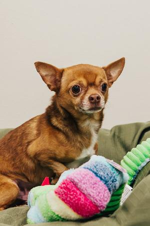 A small brown chihuahua dog sitting on a green blanket with a colorful knitted toy.