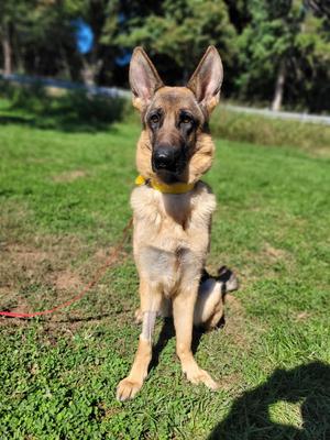 Korra, German Shepherd Dog, adult, available for adoption