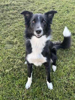 Oreo, Border Collie, young, available for adoption