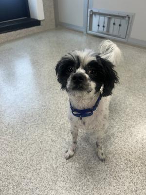 A small black and white dog wearing a blue collar, standing on a speckled floor.