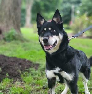 Raya, Australian Shepherd, young, available for adoption