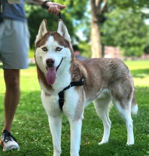 Prince, Husky, young, available for adoption
