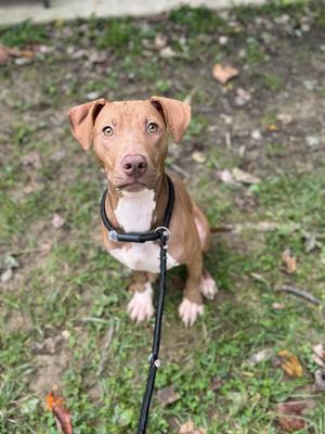 A brown and white dog with floppy ears sitting on grass, wearing a black collar and leash.