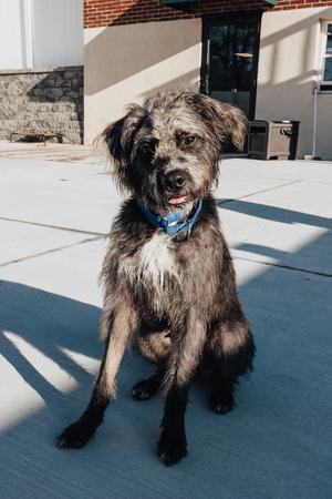 Biscotti, Labrador Retriever / Poodle (Standard), puppy, available for adoption