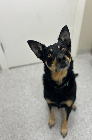 Ziva, Australian Kelpie, adult, available for adoption