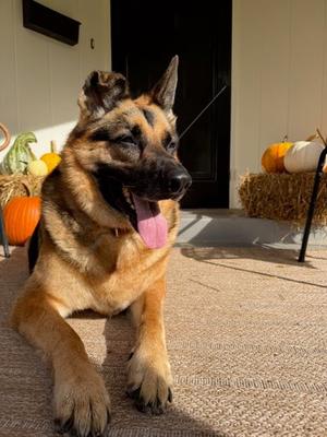 Kobe, German Shepherd Dog, adult, available for adoption