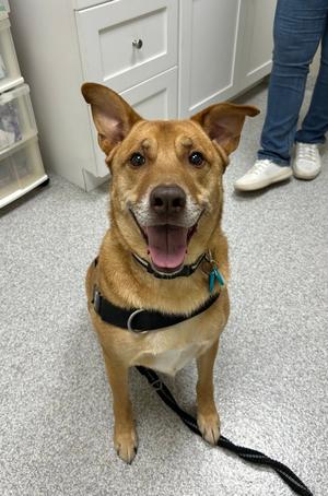 Pete, Labrador Retriever / German Shepherd Dog, adult, available for adoption
