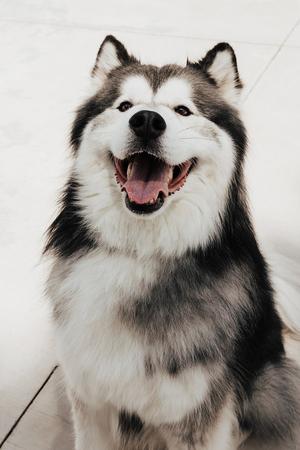 Nikko, Alaskan Malamute, adult, available for adoption