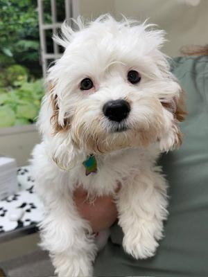Starla, Poodle (Miniature) / Cavalier King Charles Spaniel, puppy, available for adoption