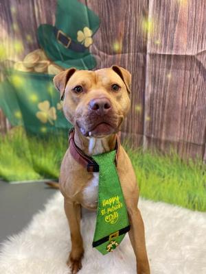 Rizby, Pit Bull Terrier, adult, available for adoption
