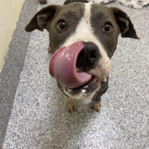 Bodie, Pit Bull Terrier, adult, available for adoption