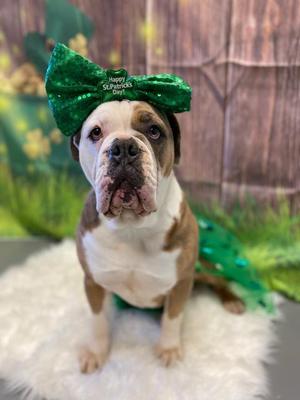Julie, English Bulldog, adult, available for adoption