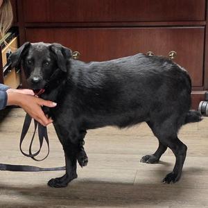 Valentina, Retriever, Labrador, adult, available for adoption