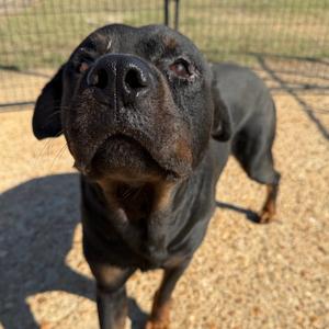Bruno mars, Rottweiler, adult, available for adoption