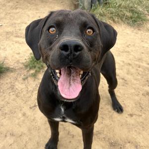 Nubbin, Pointer, adult, available for adoption