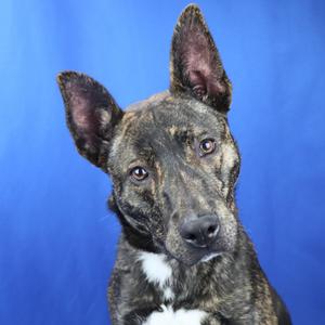 Tsunami, Retriever, Labrador, adult, available for adoption